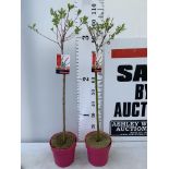 TWO STANDARD SALIX FLAMINGO IN 3 LTR POTS 100CM TALL PLUS VAT TO BE SOLD FOR THE TWO