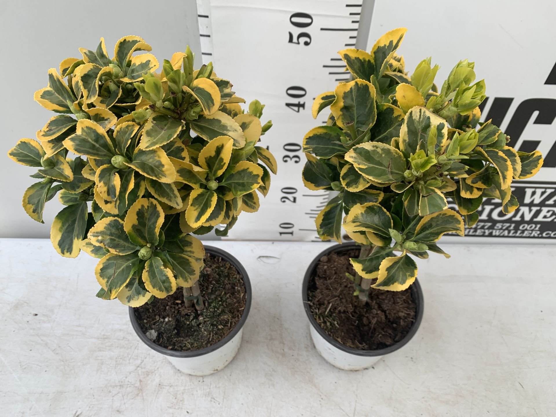 TWO MINIATURE EUONYMUS JAPONICUS STANDARD TREES APPROX 60CM IN HEIGHT PLUS VAT TO BE SOLD FOR THE - Image 3 of 6