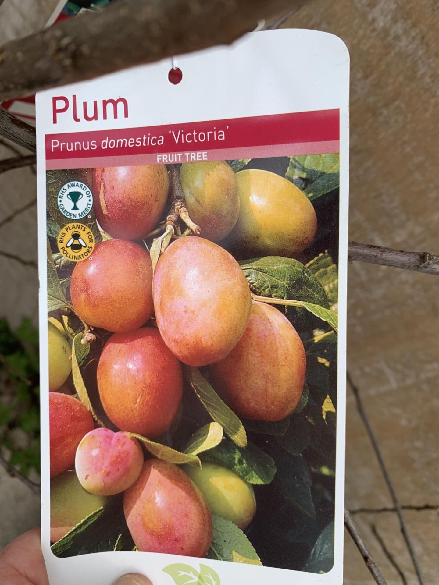 FIVE VARIOUS FRUIT TREES TO INCLUDE AN APPLE, PEAR, CHERRY, PLUM AND DAMSON - Image 14 of 16