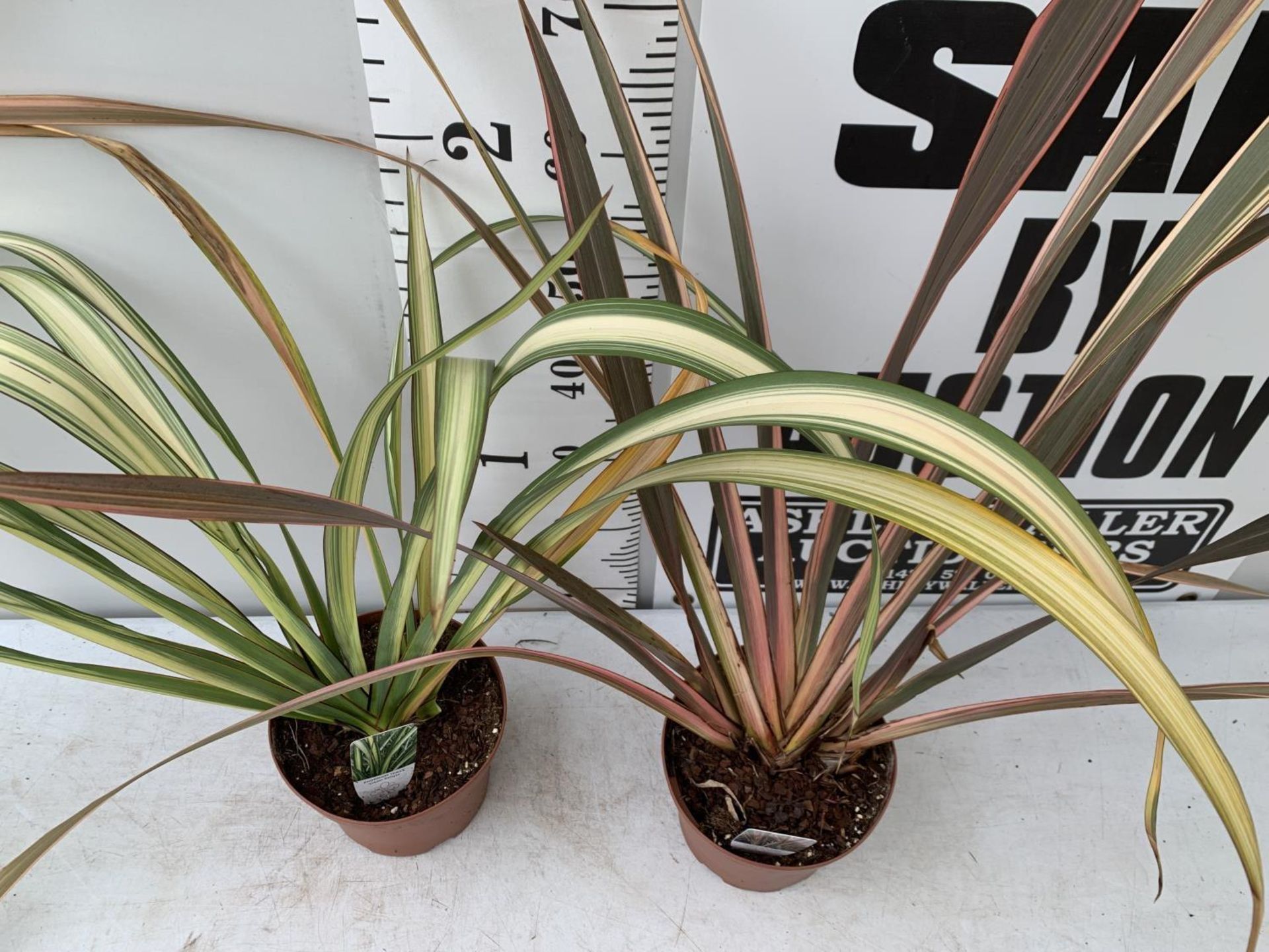 TWO PHORMIUM TENAX 'RAINBOW QUEEN' IN 3 LTR POTS APPROX 1M IN HEIGHT PLUS VAT TO BE SOLD FOR THE TWO - Image 4 of 12