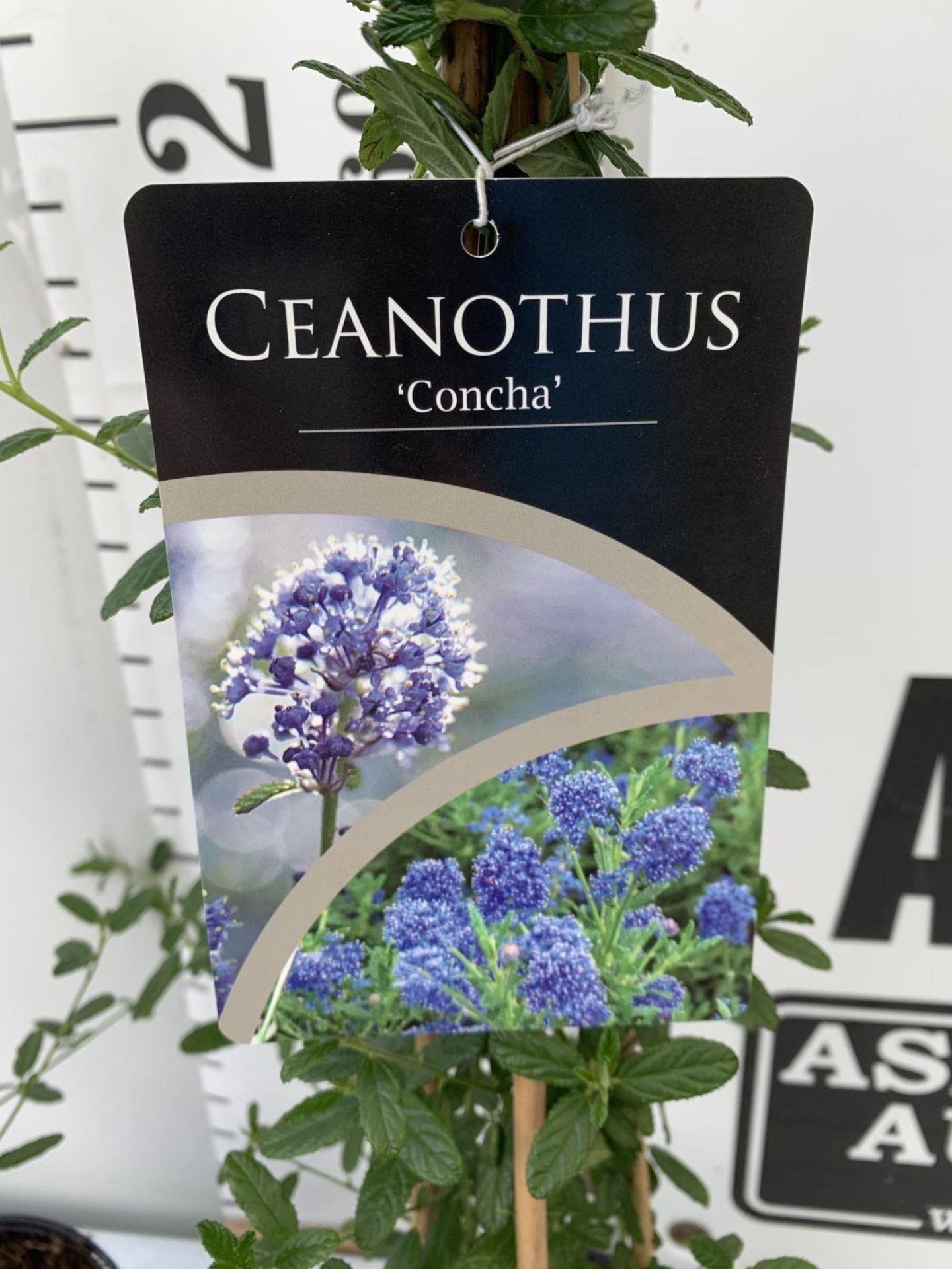 TWO CEANOTHUS CONCHA ON A PYRAMID FRAME 90CM TALL PLUS VAT TO BE SOLD FOR THE TWO - Image 8 of 8