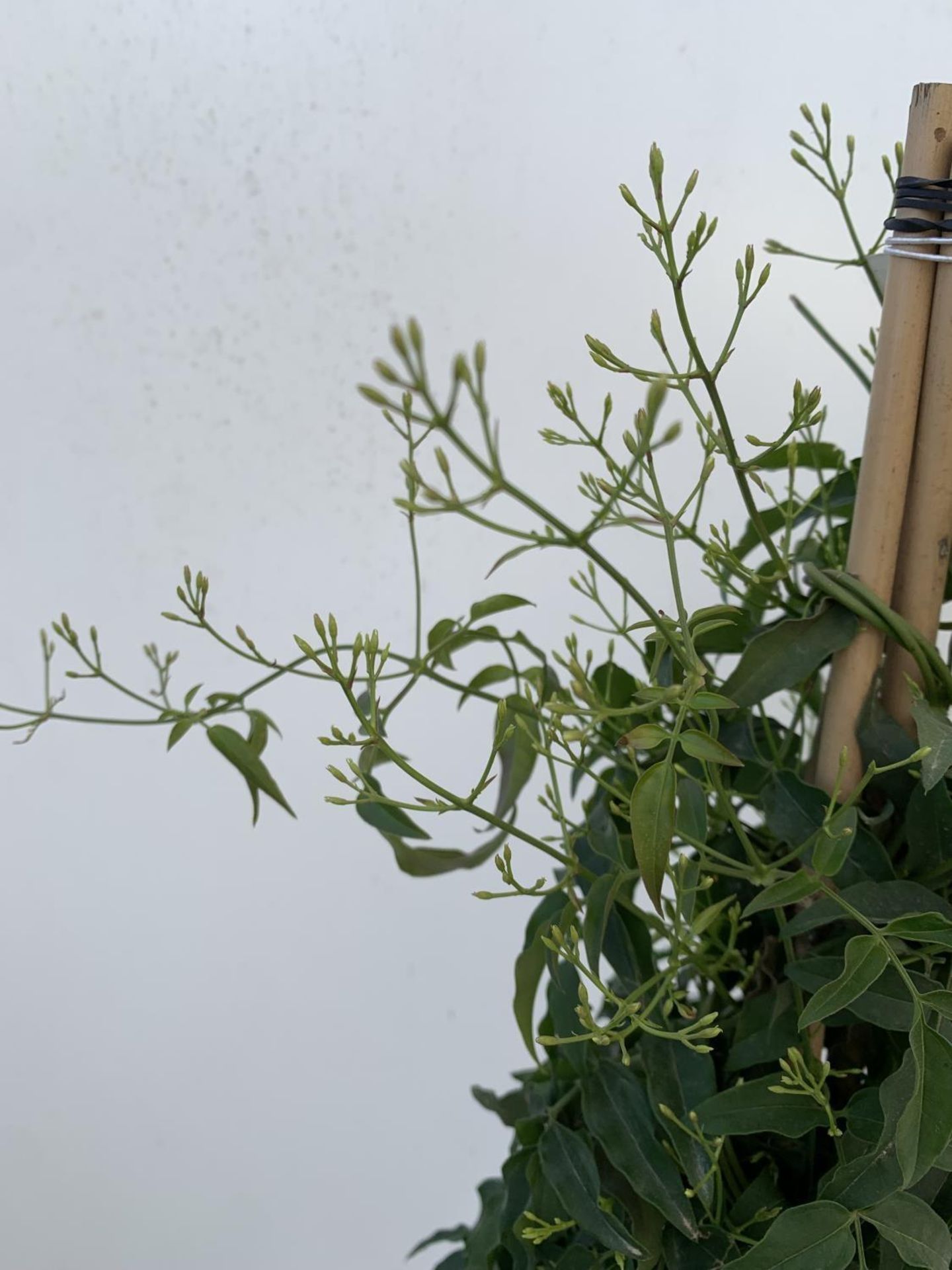 ONE JASMINE TRACHELOSPERMUM APPROX 80CM IN HEIGHT IN A 2 LTR POT PLUS VAT - Image 11 of 12