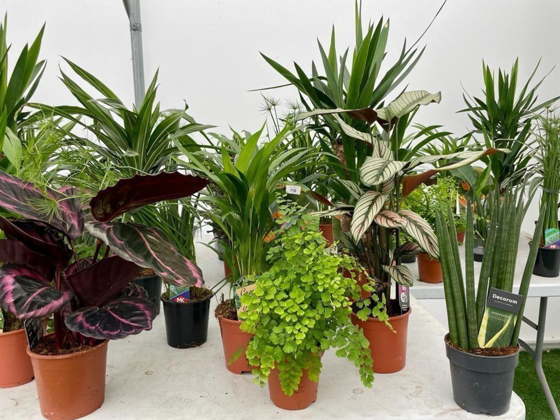 WELCOME TO ASHLEY WALLER HORTICULTURE AUCTION - LOTS ARE BEING ADDED DAILY - THE IMAGES SHOW LOTS - Image 7 of 19