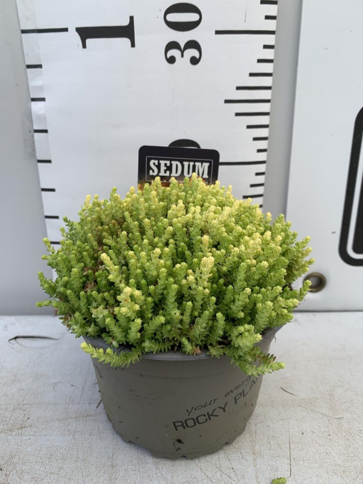 EIGHT VARIOUS EVERGREEN SEDUM IN P14 POTS PLUS VAT TO BE SOLD FOR THE EIGHT - Image 12 of 12