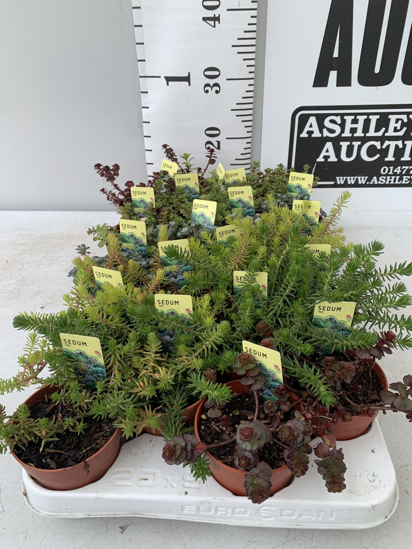 TWENTY MIXED SEDUMS ON A TRAY PLUS VAT TO BE SOLD FOR THE TWENTY