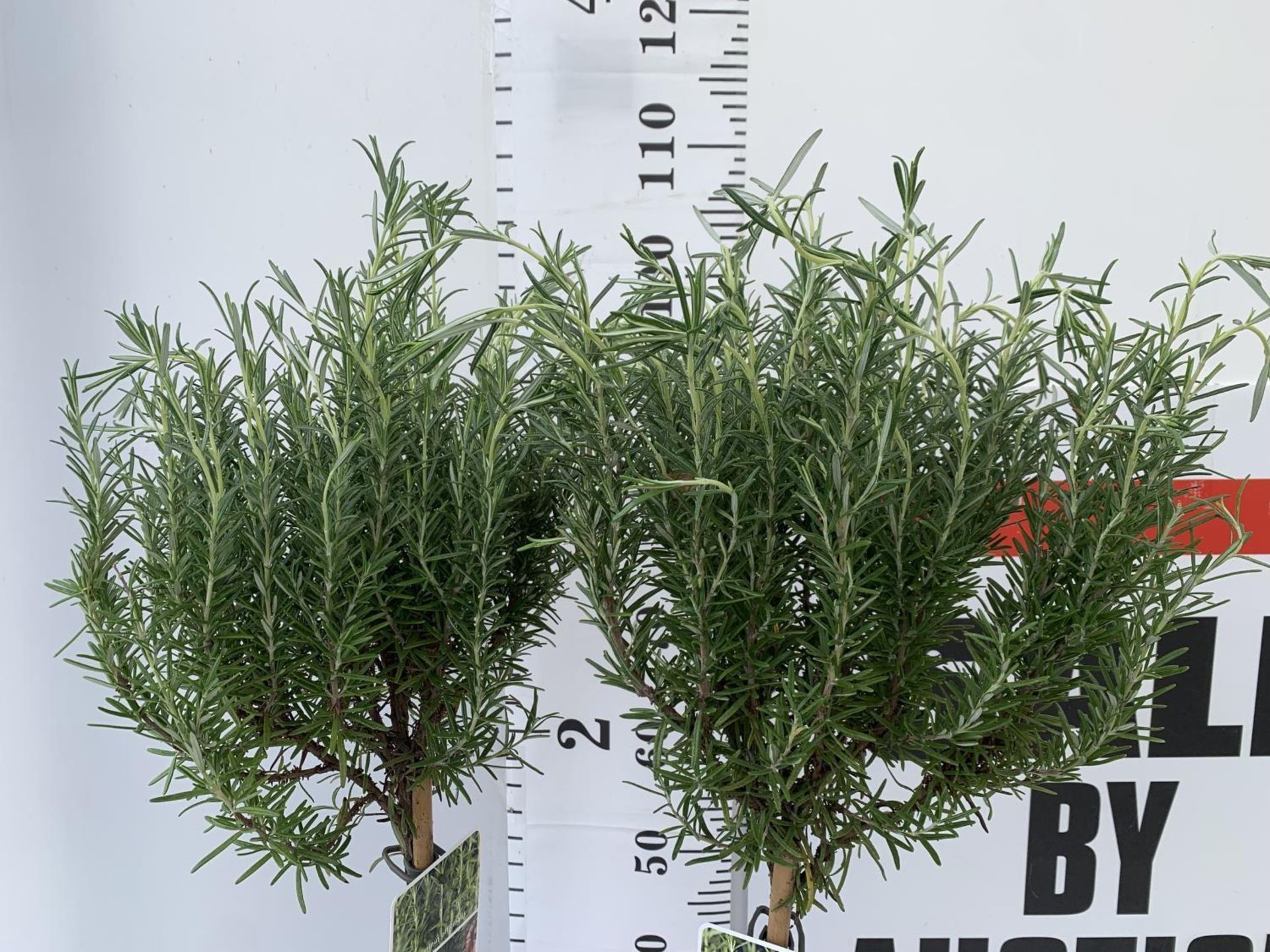 TWO STANDARD ROSEMARY TREES IN 3 LTR POTS 100CM TALL NO VAT TO BE SOLD FOR THE TWO - Bild 6 aus 10