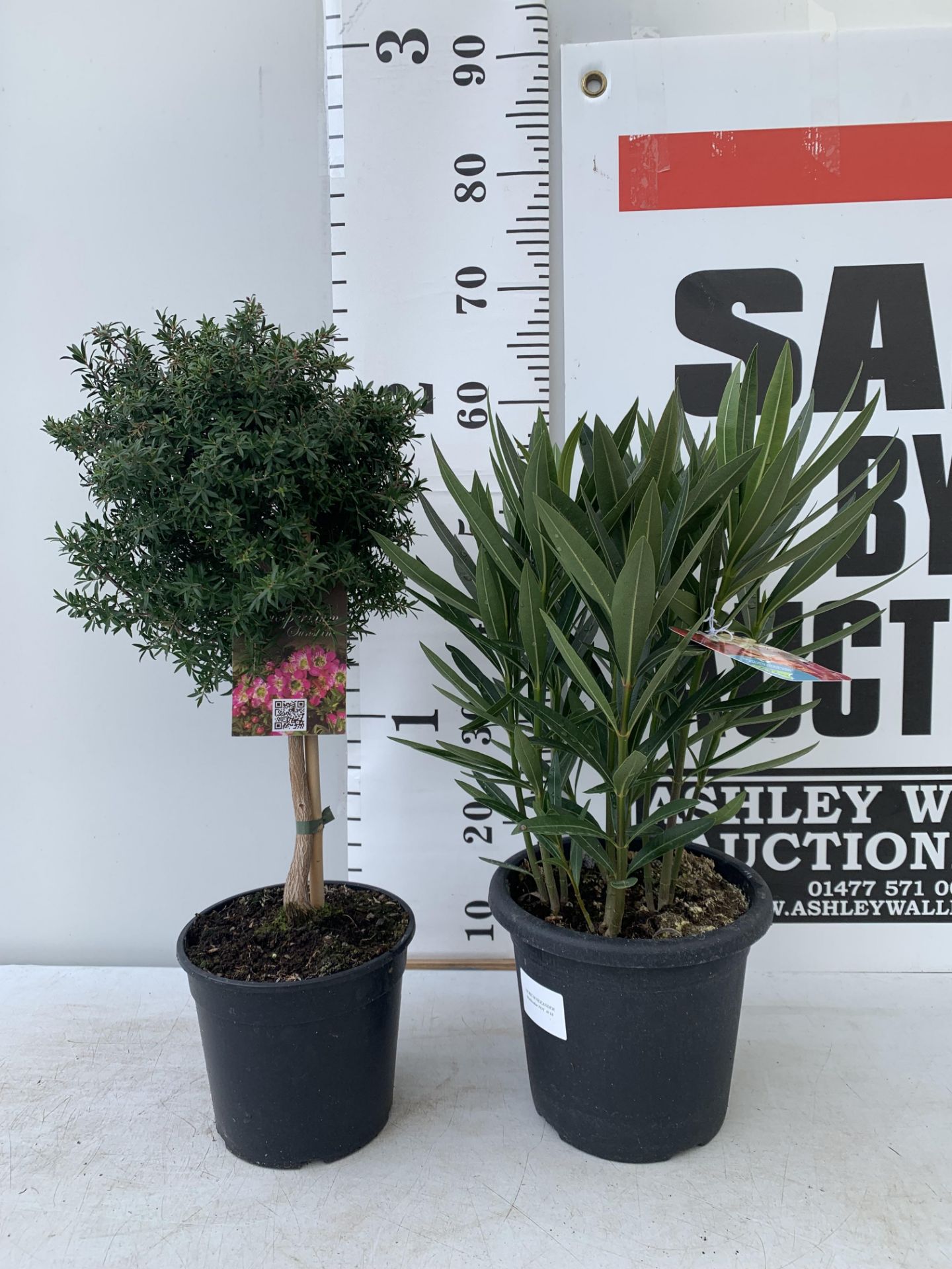 MIXED LOT OF TWO PLANTS - ONE OLEANDER NERIUM MULTICOLOURED IN 3 LTR POT APPROX 60CM TALL AND ONE