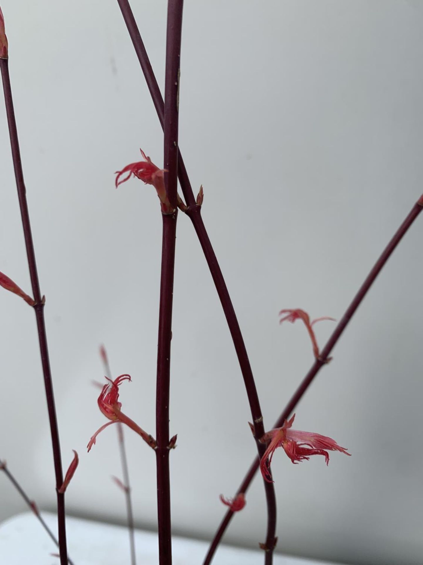 TWO ACER PALMATUMS 'ATROPURPUREUM' AND 'PHOENIX' OVER 1 METRE IN HEIGHT IN 3 LTR POTS PLUS VAT TO BE - Image 6 of 12