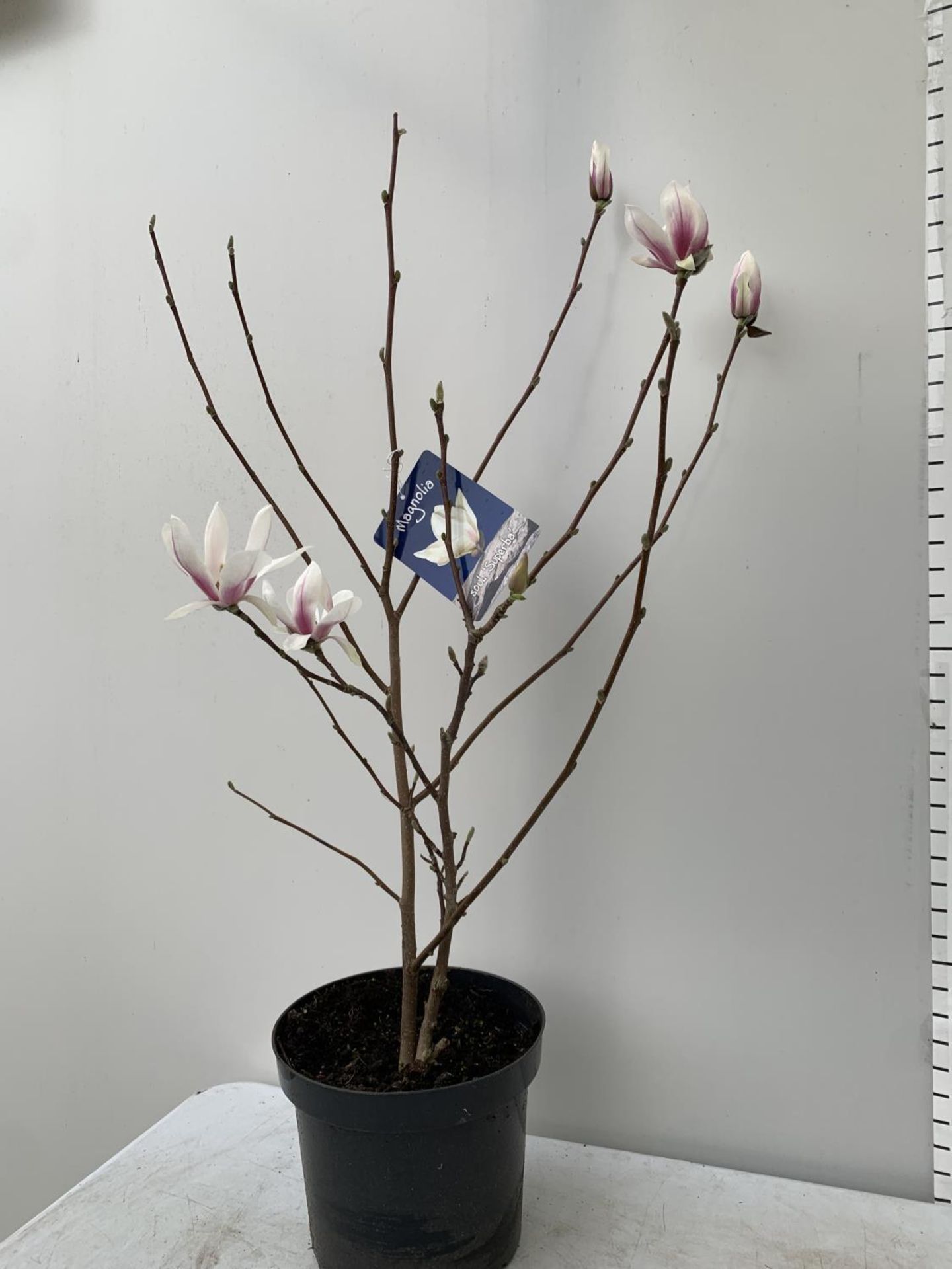 ONE MAGNOLIA SOULANGEANA 'SUPERBA' APPROX 120CM IN HEIGHT IN A 7 LTR POT PLUS VAT - Image 4 of 14