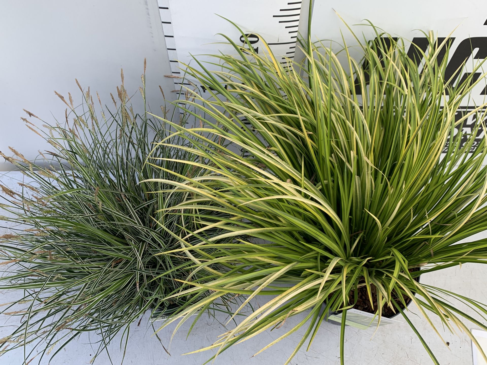 TWO HARDY AND EVERGREEN GRASSES CAREX OSHIMENSIS AND ACORUS GRAMINEUS IN 3 LTR POTS 45CM TALL PLUS - Image 3 of 12