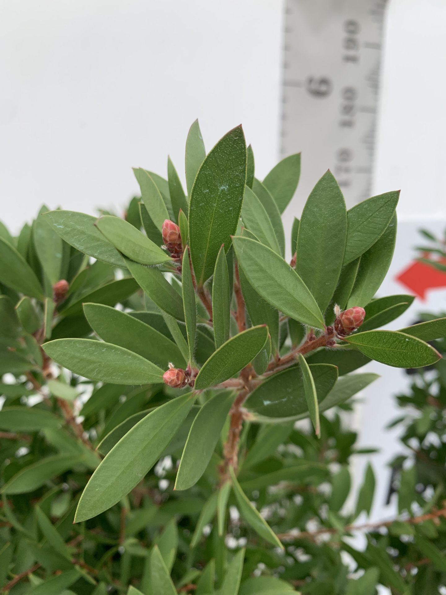 TWO CALLISTEMON BOTTLE BRUSH STANDARD TREES APPROX 170CM IN HEIGHT IN 10 LTR POTS PLUS VAT TO BE - Image 13 of 14