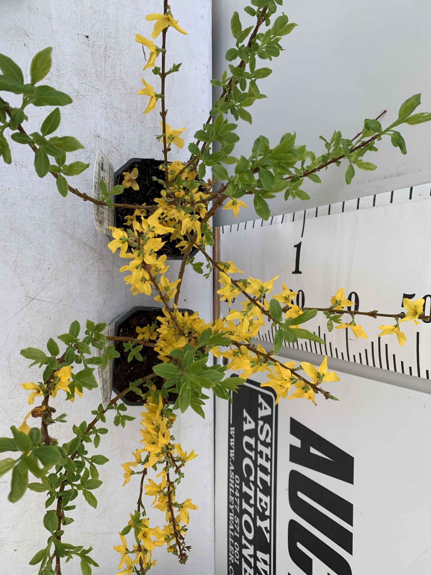 TWO FORSYTHIA MINIGOLD IN TWO LITRE POTS 60CM TALL PLUS VAT TO BE SOLD FOR THE TWO - Bild 3 aus 8
