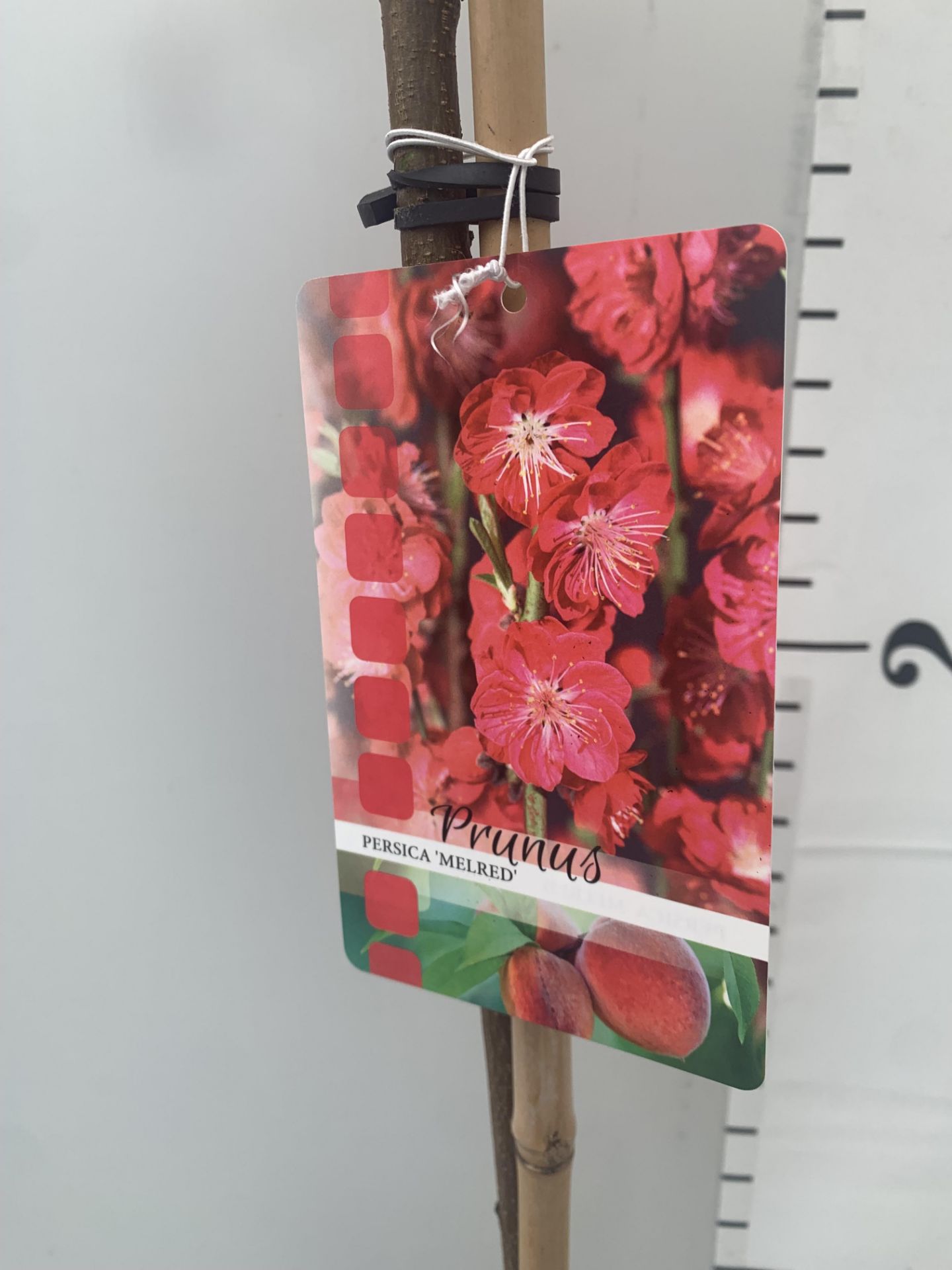 ONE FLOWERING CHERRY PRUNUS PERSICA 'MELRED' RED APPROX 110CM IN HEIGHT IN A 4LTR POT PLUS VAT - Bild 13 aus 14