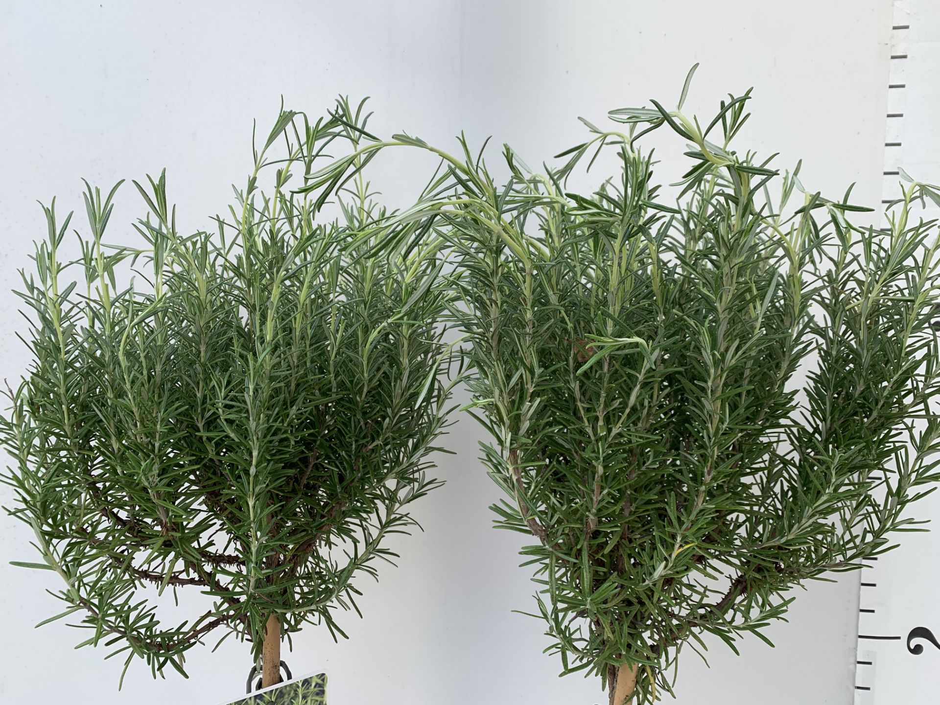 TWO STANDARD ROSEMARY TREES IN 3 LTR POTS 100CM TALL NO VAT TO BE SOLD FOR THE TWO - Bild 9 aus 10