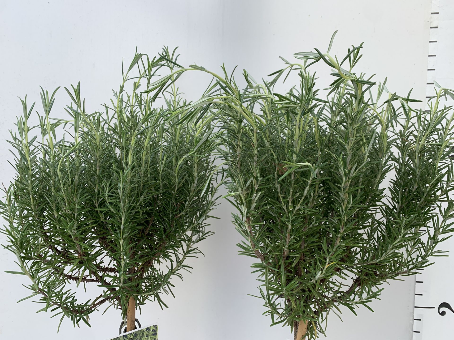 TWO STANDARD ROSEMARY TREES IN 3 LTR POTS 100CM TALL NO VAT TO BE SOLD FOR THE TWO - Image 9 of 10