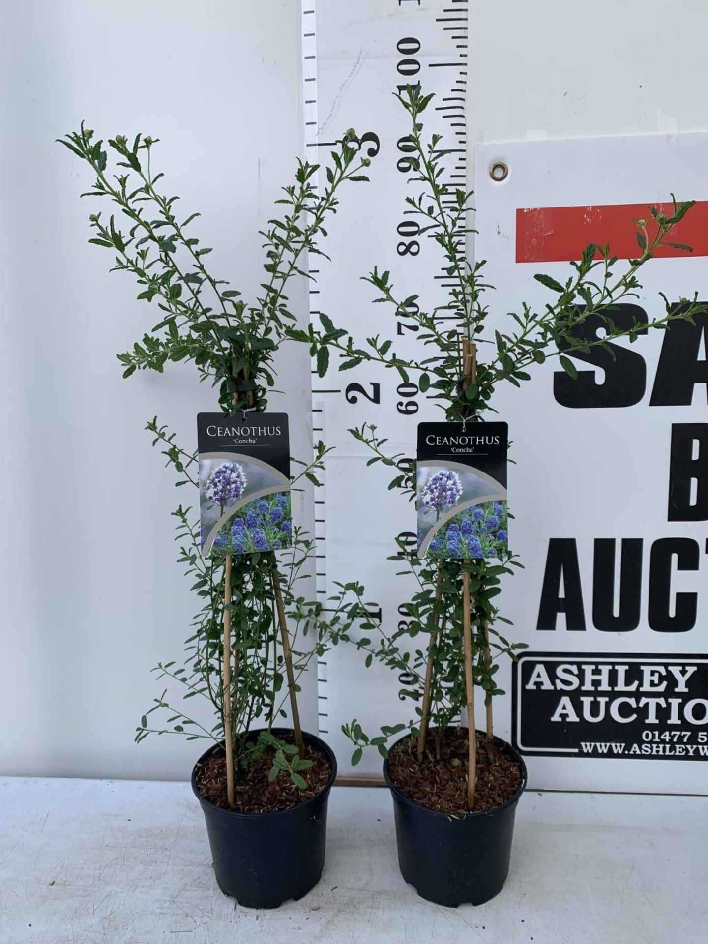 TWO CEANOTHUS CONCHA ON A PYRAMID FRAME 90CM TALL PLUS VAT TO BE SOLD FOR THE TWO - Bild 2 aus 8