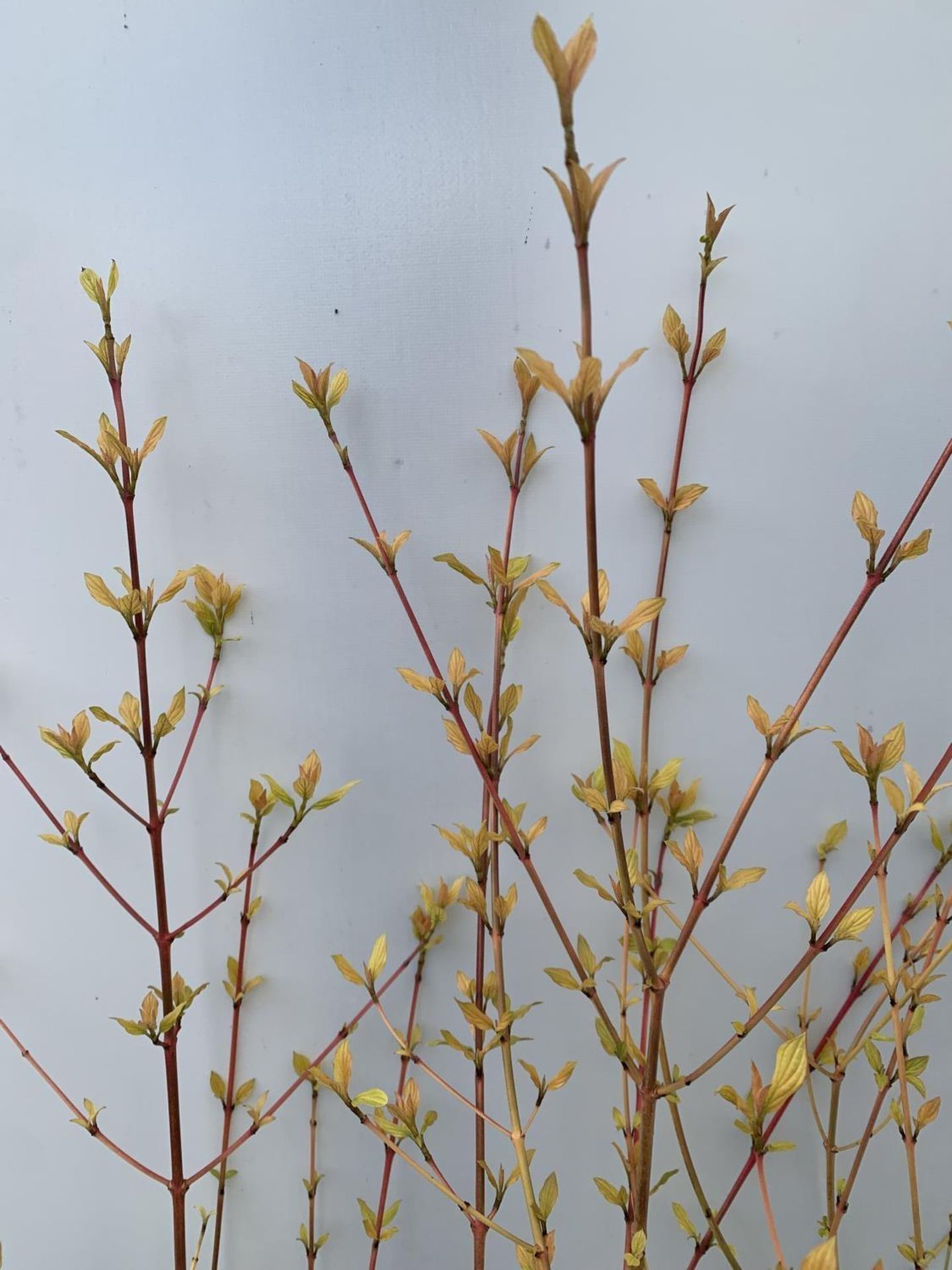 TWO CORNUS SANGUINEA 'MIDWINTER FIRE' IN 4 LTR POTS APPROX 90CM IN HEIGHT PLUS VAT TO BE SOLD FOR - Image 6 of 10