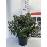 ONE VIBURNUM TINUS 'EVE PRICE' LARGE SHRUB APPROX 80CM IN HEIGHT PLUS VAT IN A 10 LTR POT