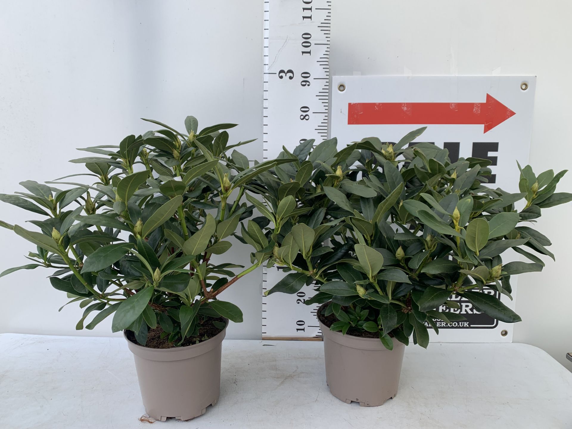 TWO RHODODENDRONS CUNNINGHAM'S WHITE IN 7.5 LTR POTS APPROX 70CM IN HEIGHT PLUS VAT TO BE SOLD FOR