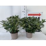 TWO RHODODENDRONS CUNNINGHAM'S WHITE IN 7.5 LTR POTS APPROX 70CM IN HEIGHT PLUS VAT TO BE SOLD FOR