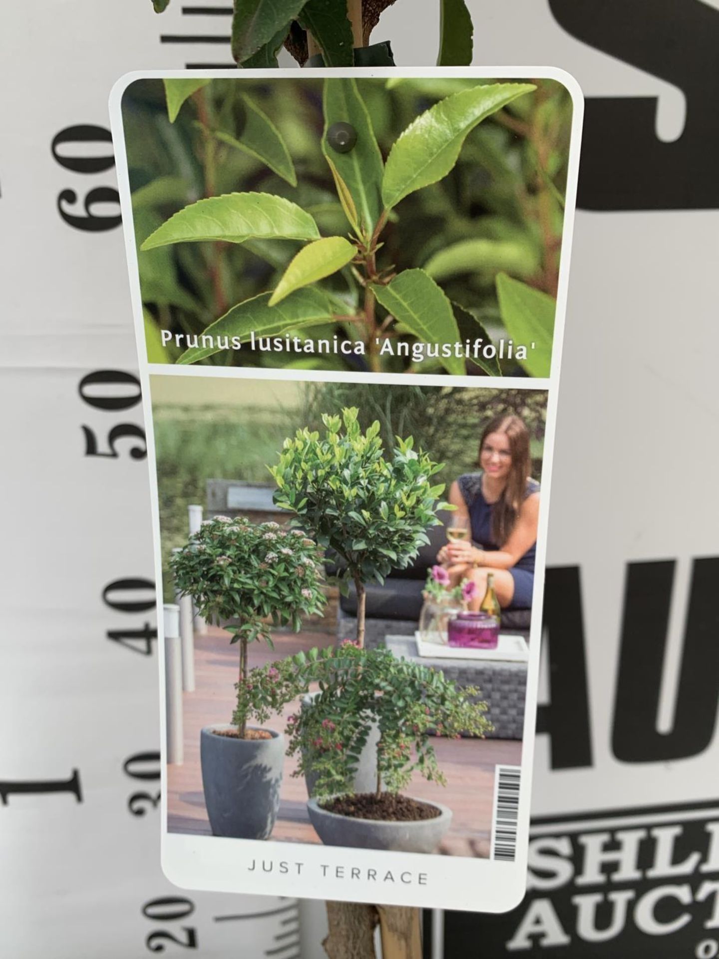 TWO STANDARD PRUNUS LUSITANICA ANGUSTIFOLIA IN 3 LTR POTS HEIGHT 90CM PLUS VAT TO BE SOLD FOR THE - Image 10 of 10