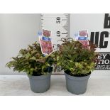 TWO LEUCOTHOE ZEBLID IN 2 LTR POTS 35CM TALL PLUS VAT TO BE SOLD FOR THE TWO