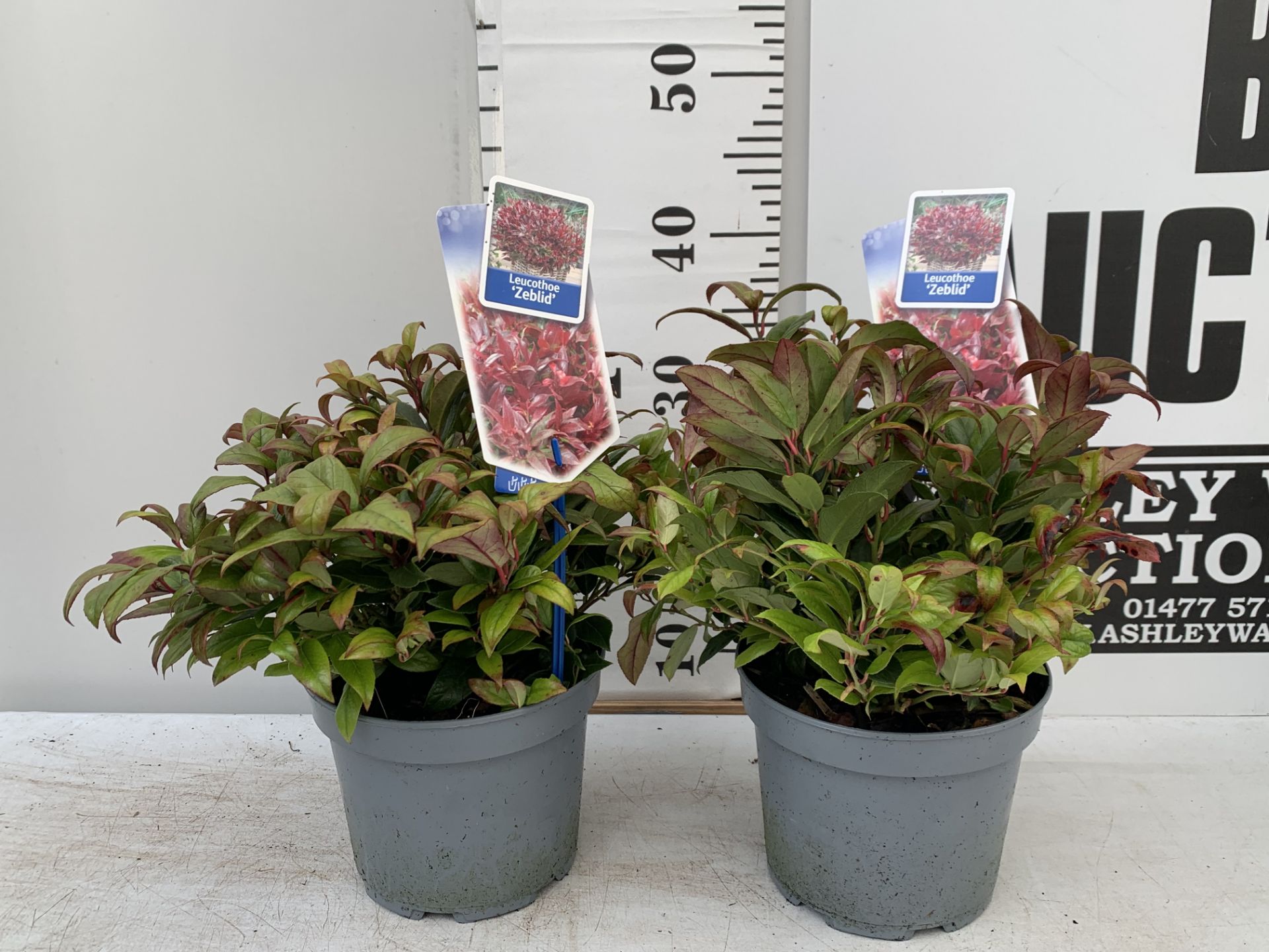 TWO LEUCOTHOE ZEBLID IN 2 LTR POTS 35CM TALL PLUS VAT TO BE SOLD FOR THE TWO