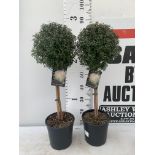 TWO MYRTUS SELECTION STANDARD TREES APPROX 85CM IN HEIGHT IN 2 LTR POTS PLUS VAT TO BE SOLD FOR