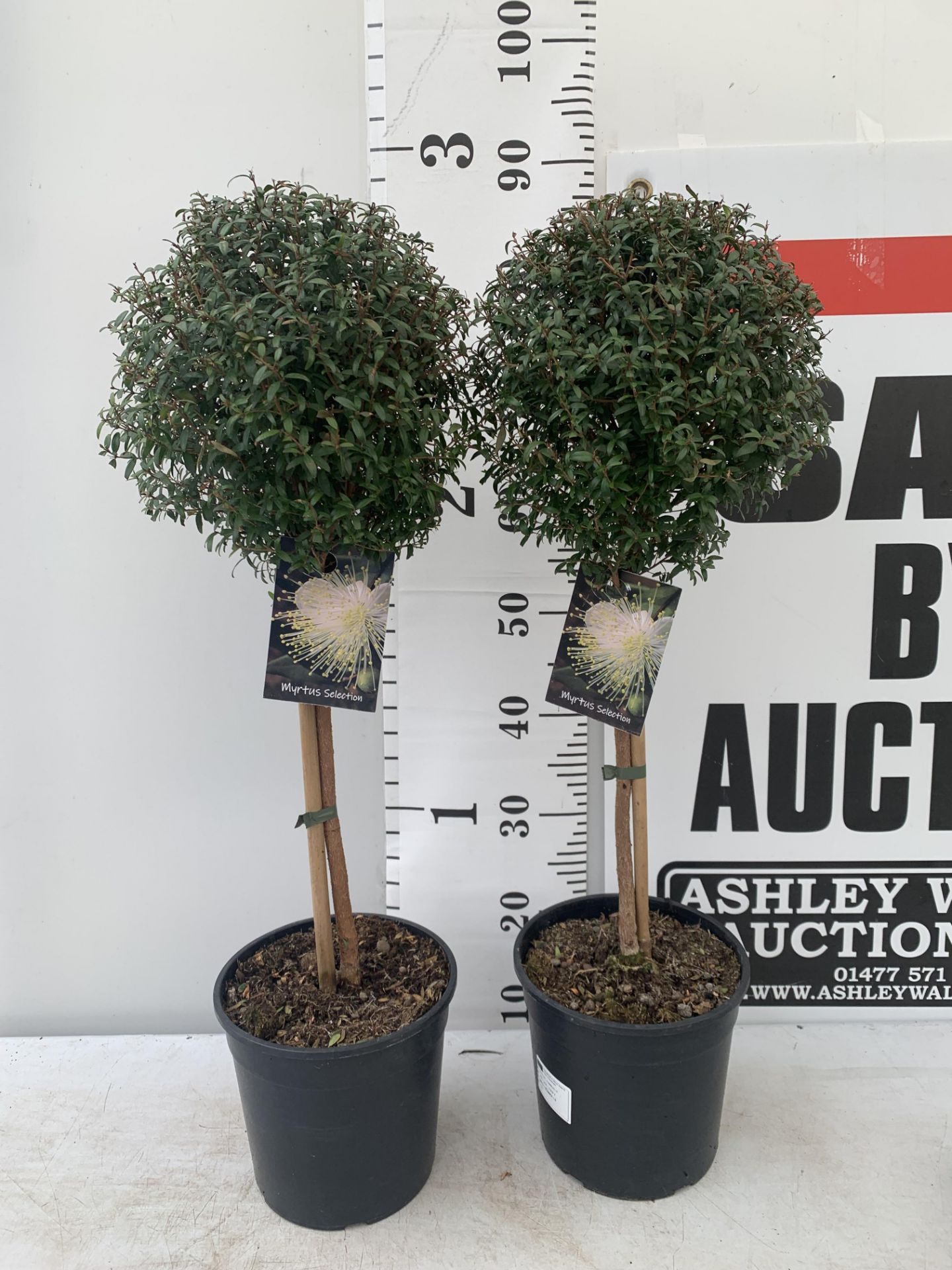 TWO MYRTUS SELECTION STANDARD TREES APPROX 85CM IN HEIGHT IN 2 LTR POTS PLUS VAT TO BE SOLD FOR
