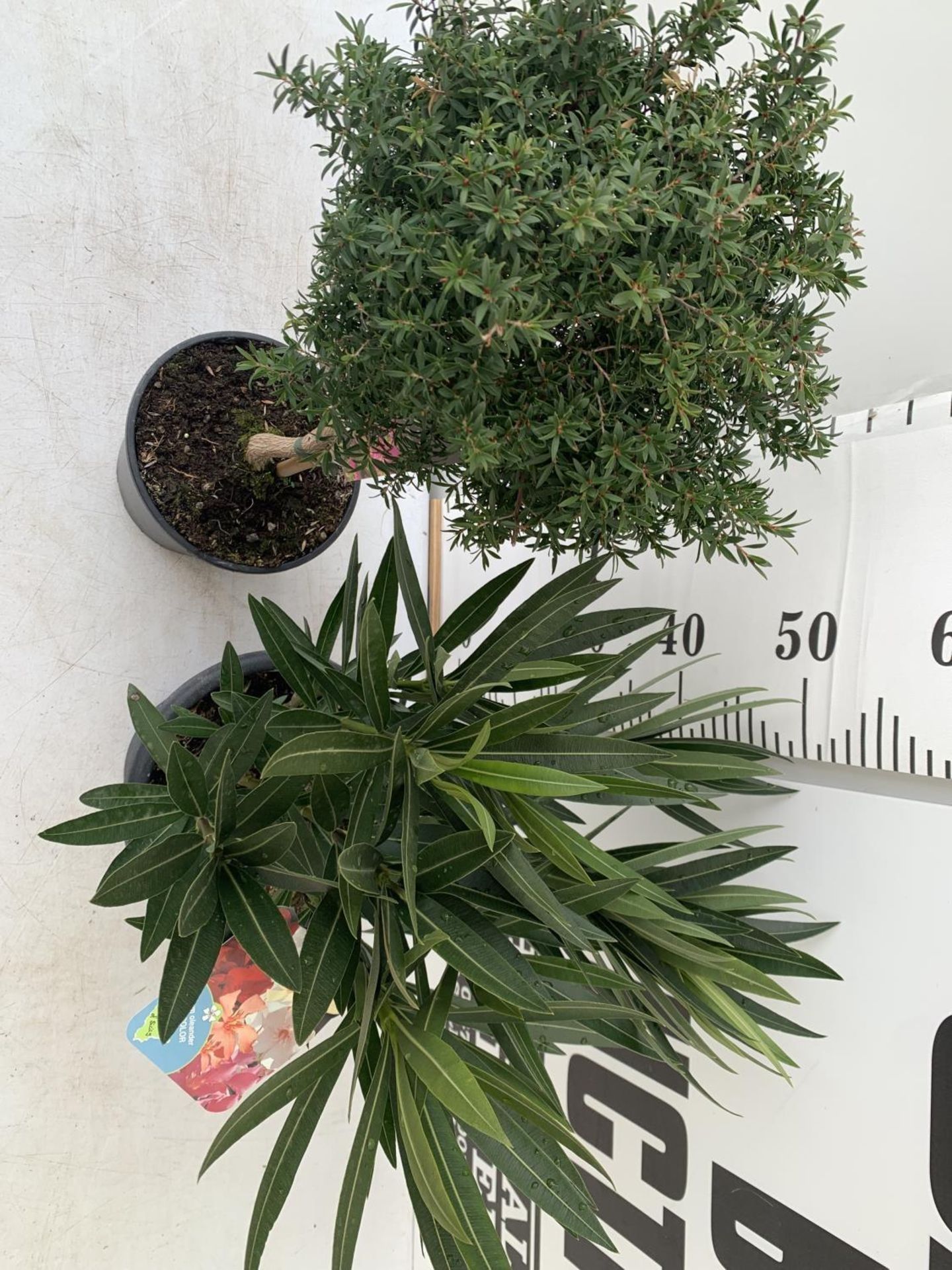 MIXED LOT OF TWO PLANTS - ONE OLEANDER NERIUM MULTICOLOURED IN 3 LTR POT APPROX 60CM TALL AND ONE - Image 4 of 12