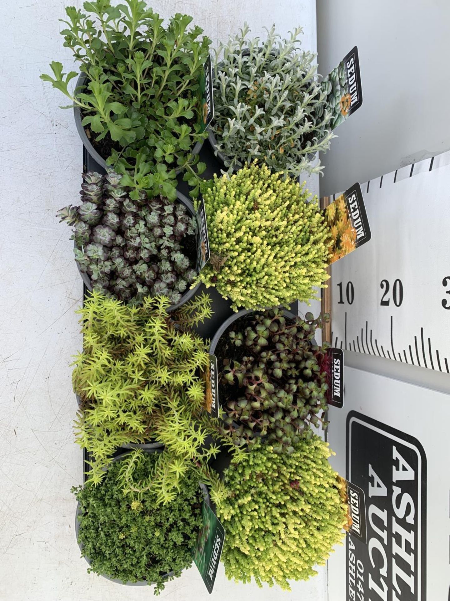 EIGHT VARIOUS EVERGREEN SEDUM IN P14 POTS PLUS VAT TO BE SOLD FOR THE EIGHT - Image 6 of 12