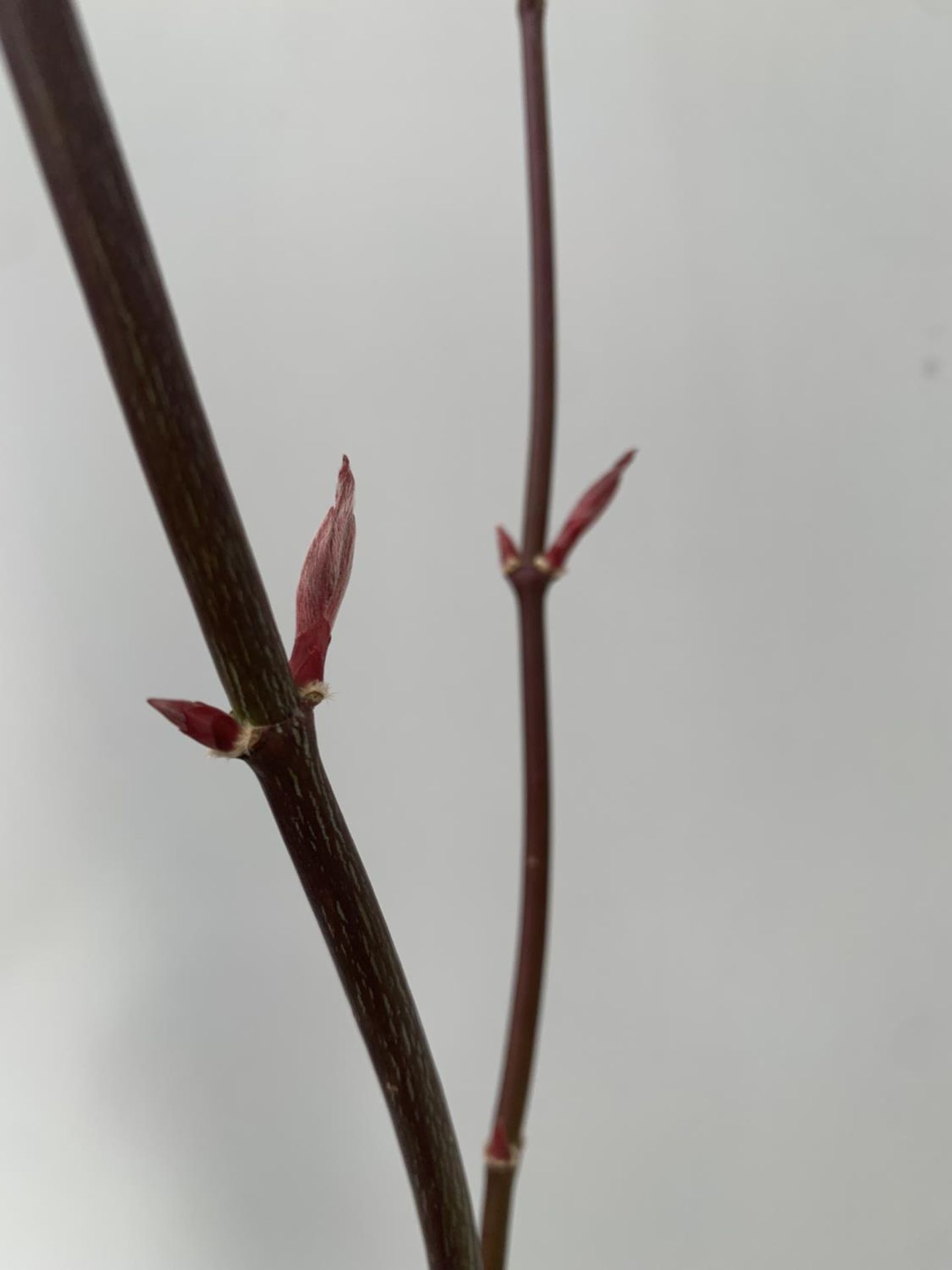 TWO ACER PALMATUMS 'ATROPURPUREUM' AND 'PHOENIX' OVER 1 METRE IN HEIGHT IN 3 LTR POTS PLUS VAT TO BE - Image 8 of 12