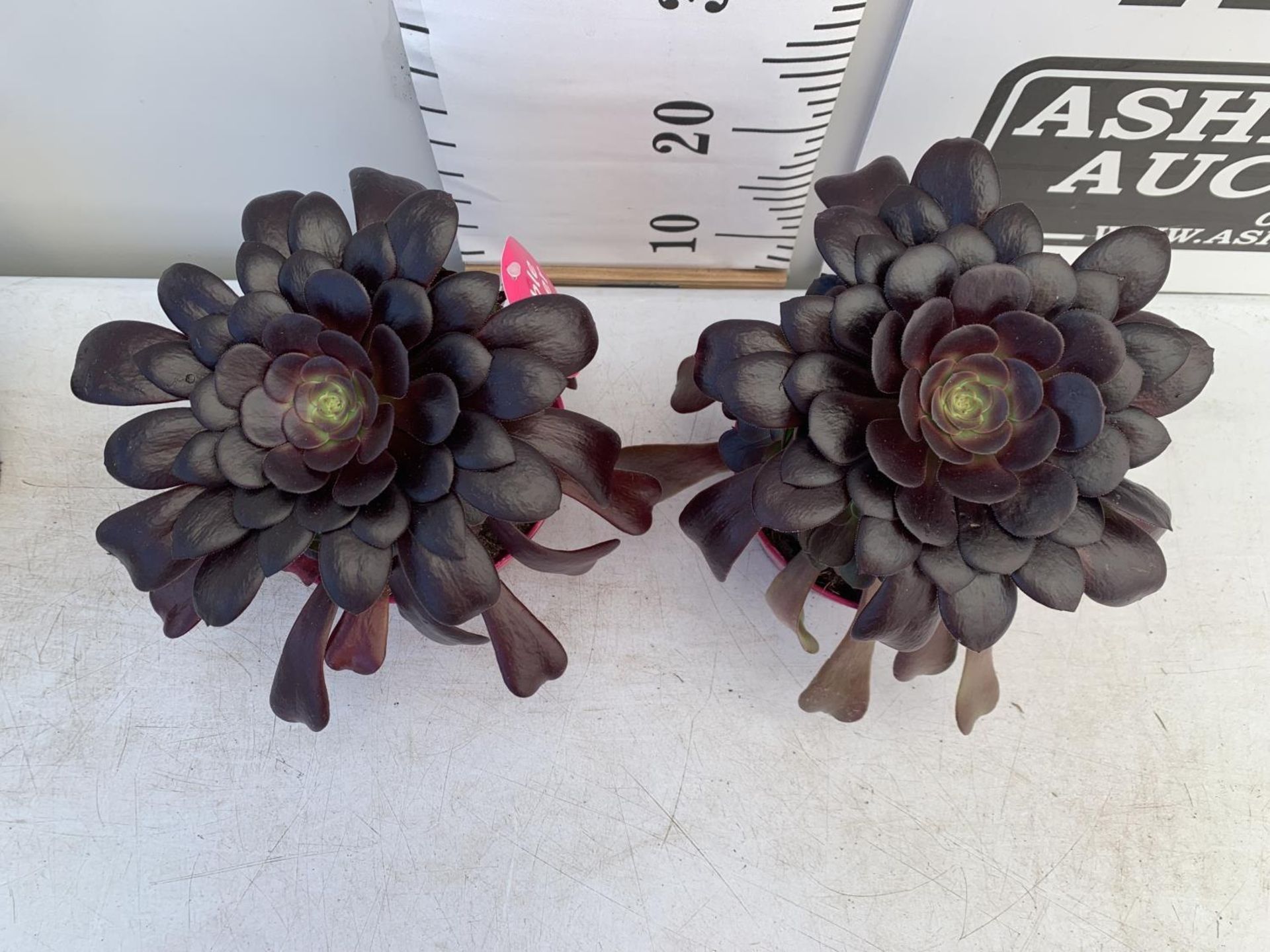 TWO AEONIUM ARBOREUM VELOURS IN 1 LTR POTS 25CM TALL PLUS VAT TO BE SOLD FOR THE TWO - Image 4 of 6