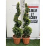 TWO SPIRAL CUPRESSOCYPARIS LEYLANDII 'GOLD RIDER' OVER 150CM IN HEIGHT IN 15LTR POTS TO BE SOLD