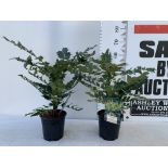 TWO MAHONIA MEDIA 'CHARITY' APPROX 70CM IN HEIGHT IN 2 LTR POTS PLUS VAT TO BE SOLD FOR THE TWO