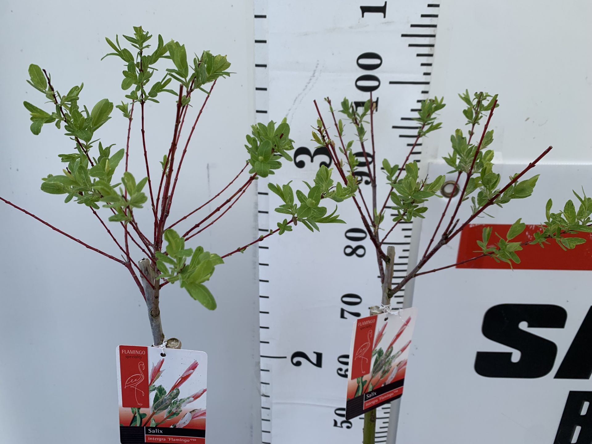 TWO STANDARD SALIX FLAMINGO IN 3 LTR POTS 100CM TALL PLUS VAT TO BE SOLD FOR THE TWO - Image 3 of 10