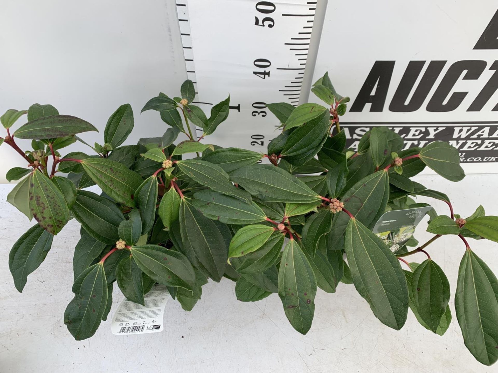 TWO VIBURNUM 'DAVIDII' IN 2LTR POTS APPROX 40CM IN HEIGHT TO BE SOLD FOR THE TWO PLUS VAT - Image 4 of 8