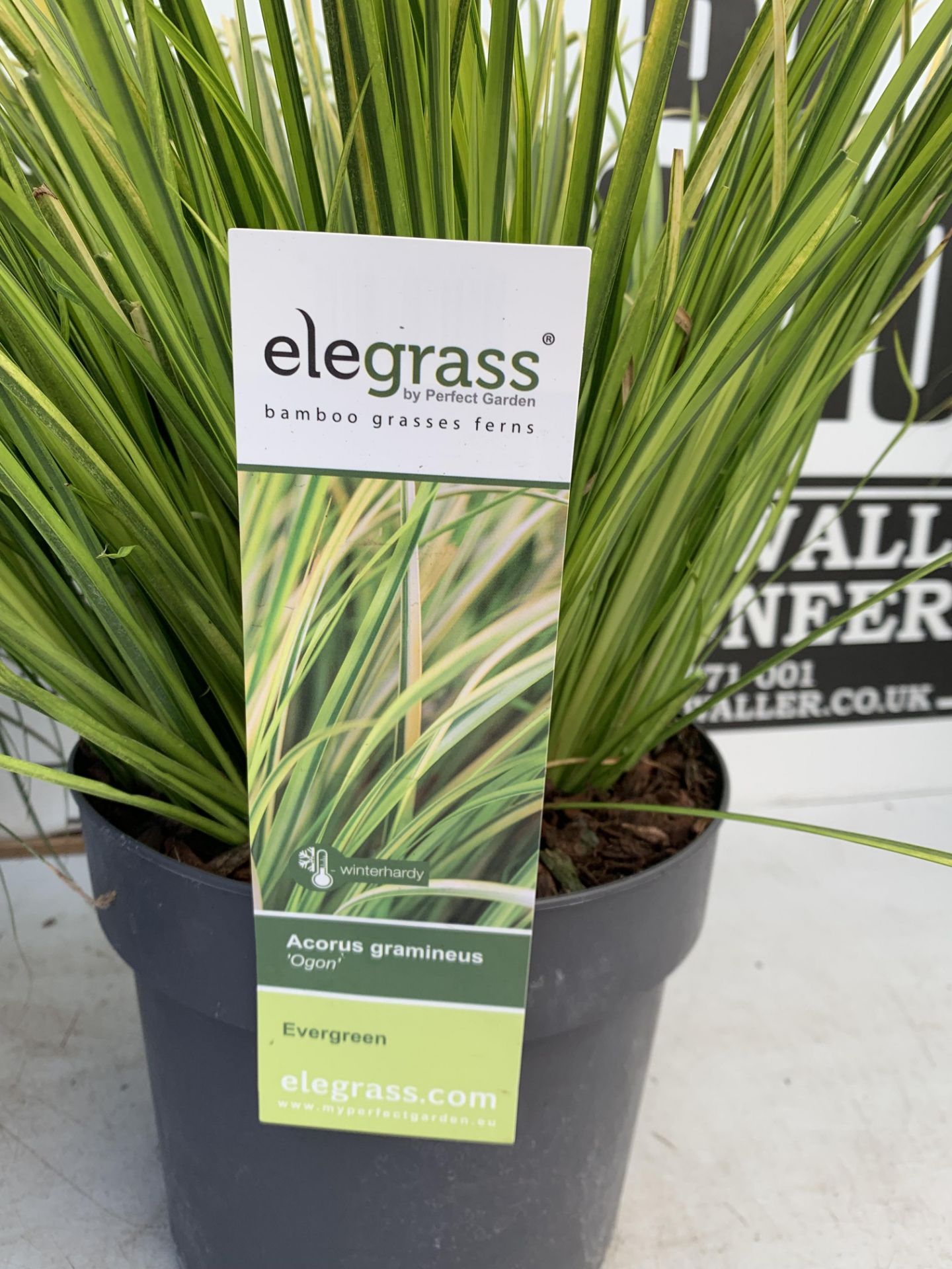 TWO HARDY AND EVERGREEN GRASSES CAREX OSHIMENSIS AND ACORUS GRAMINEUS IN 3 LTR POTS 45CM TALL PLUS - Image 9 of 12