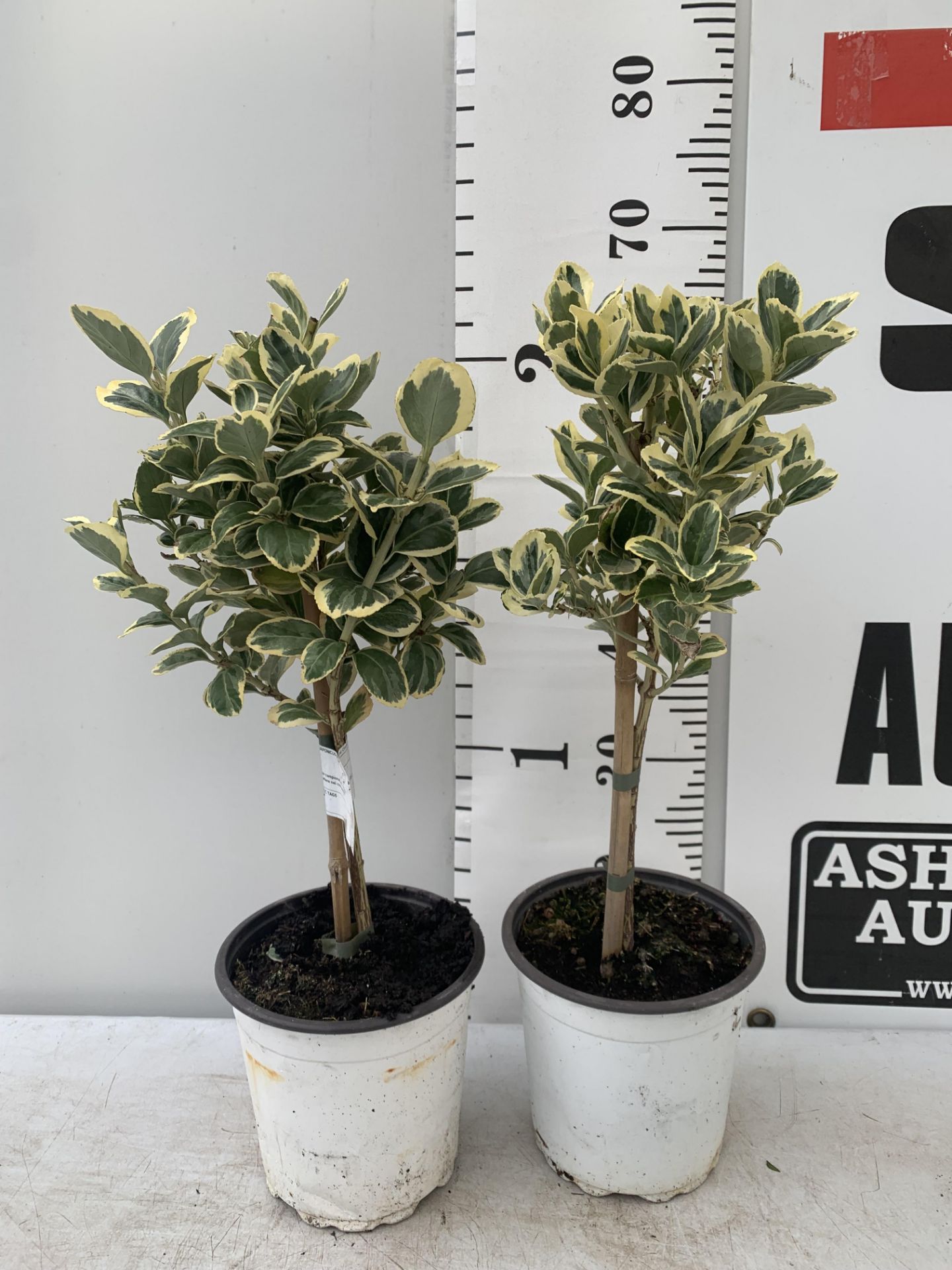 TWO MINIATURE EUONYMUS JAPONICUS STANDARD TREES APPROX 60CM IN HEIGHT PLUS VAT TO BE SOLD FOR THE