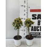 TWO MINIATURE EUONYMUS JAPONICUS STANDARD TREES APPROX 60CM IN HEIGHT PLUS VAT TO BE SOLD FOR THE