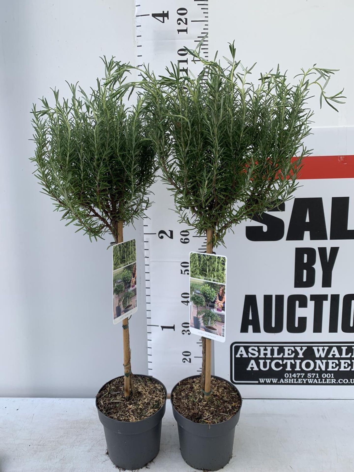TWO STANDARD ROSEMARY TREES IN 3 LTR POTS 100CM TALL NO VAT TO BE SOLD FOR THE TWO - Image 2 of 10
