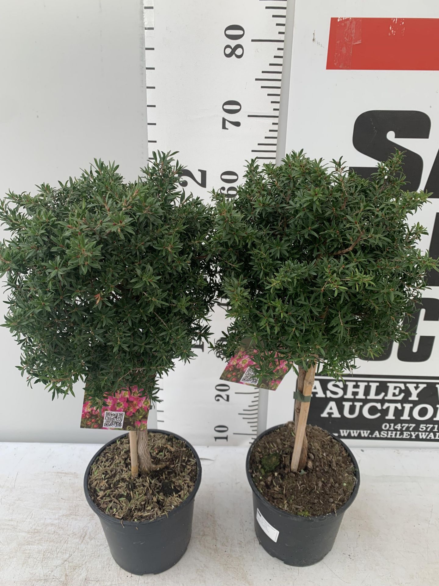 TWO LEPTOSPERMUM 'SUNSHINE' PINK STANDARD TREES APPROX 75CM IN HEIGHT IN FIVE LTR POTS PLUS VAT TO - Image 5 of 10