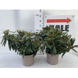 TWO RHODODENDRONS TARAGONA RED IN 7.5 LTR POTS APPROX 70CM IN HEIGHT PLUS VAT TO BE SOLD FOR THE TWO