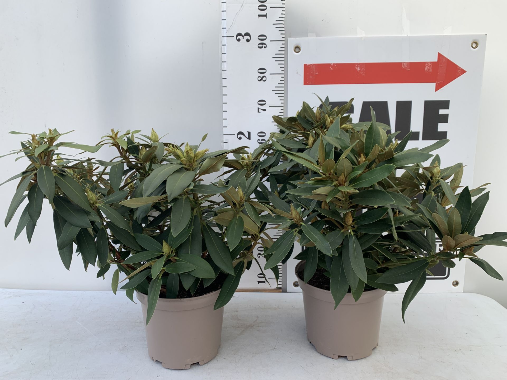 TWO RHODODENDRONS TARAGONA RED IN 7.5 LTR POTS APPROX 70CM IN HEIGHT PLUS VAT TO BE SOLD FOR THE TWO