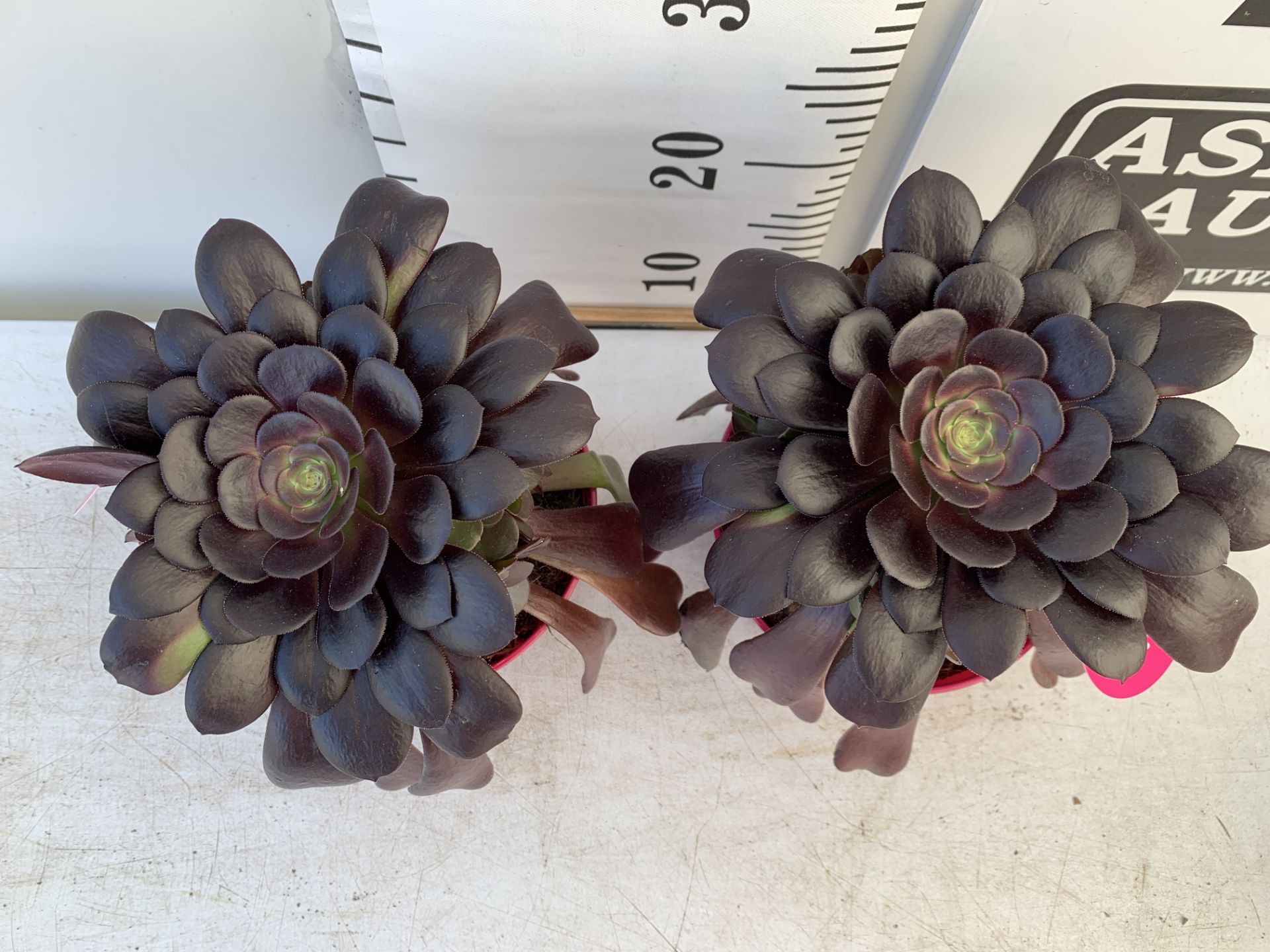 TWO AEONIUM ARBOREUM VELOURS IN 1 LTR POTS 25CM TALL PLUS VAT TO BE SOLD FOR THE TWO - Image 3 of 6