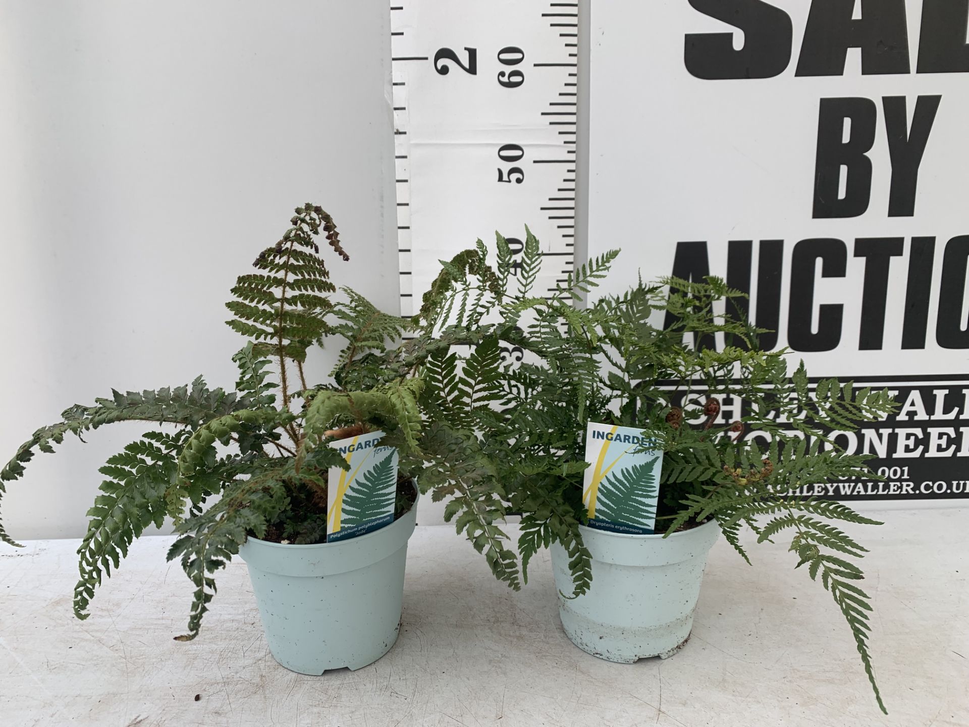TWO FERNS 'DRYOPTERIS ERYTHROSORA' AND 'POLYSTICHUM POLYBLEPHARUM JADE' IN 2 LTR POTS APPROX 40CM IN