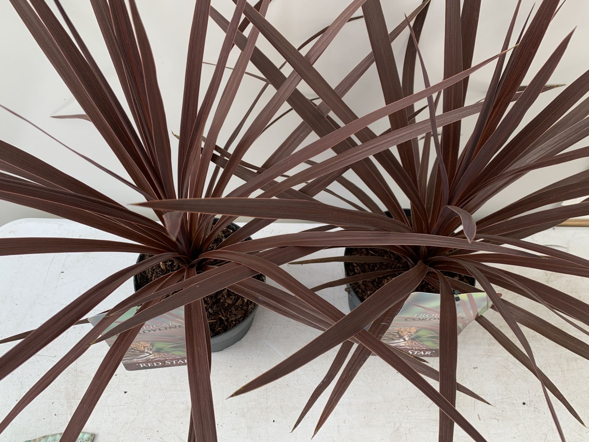TWO CORDYLINE AUSTRALIS RED STAR IN 2 LTR POTS HEIGHT 60CM PLUS VAT TO BE SOLD FOR THE TWO - Image 5 of 8