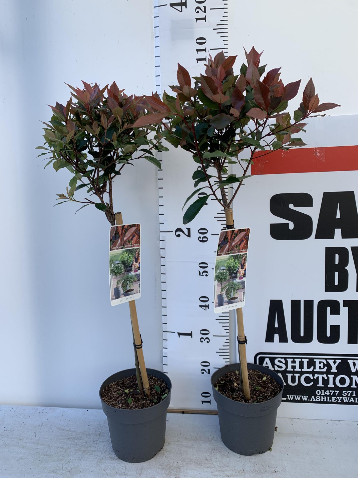 TWO STANDARD PHOTININA FRAZERI LITTLE RED ROBIN TREES IN 3 LTR POTS 90CM TALL PLUS VAT TO BE SOLD