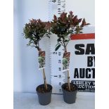 TWO STANDARD PHOTININA FRAZERI LITTLE RED ROBIN TREES IN 3 LTR POTS 90CM TALL PLUS VAT TO BE SOLD