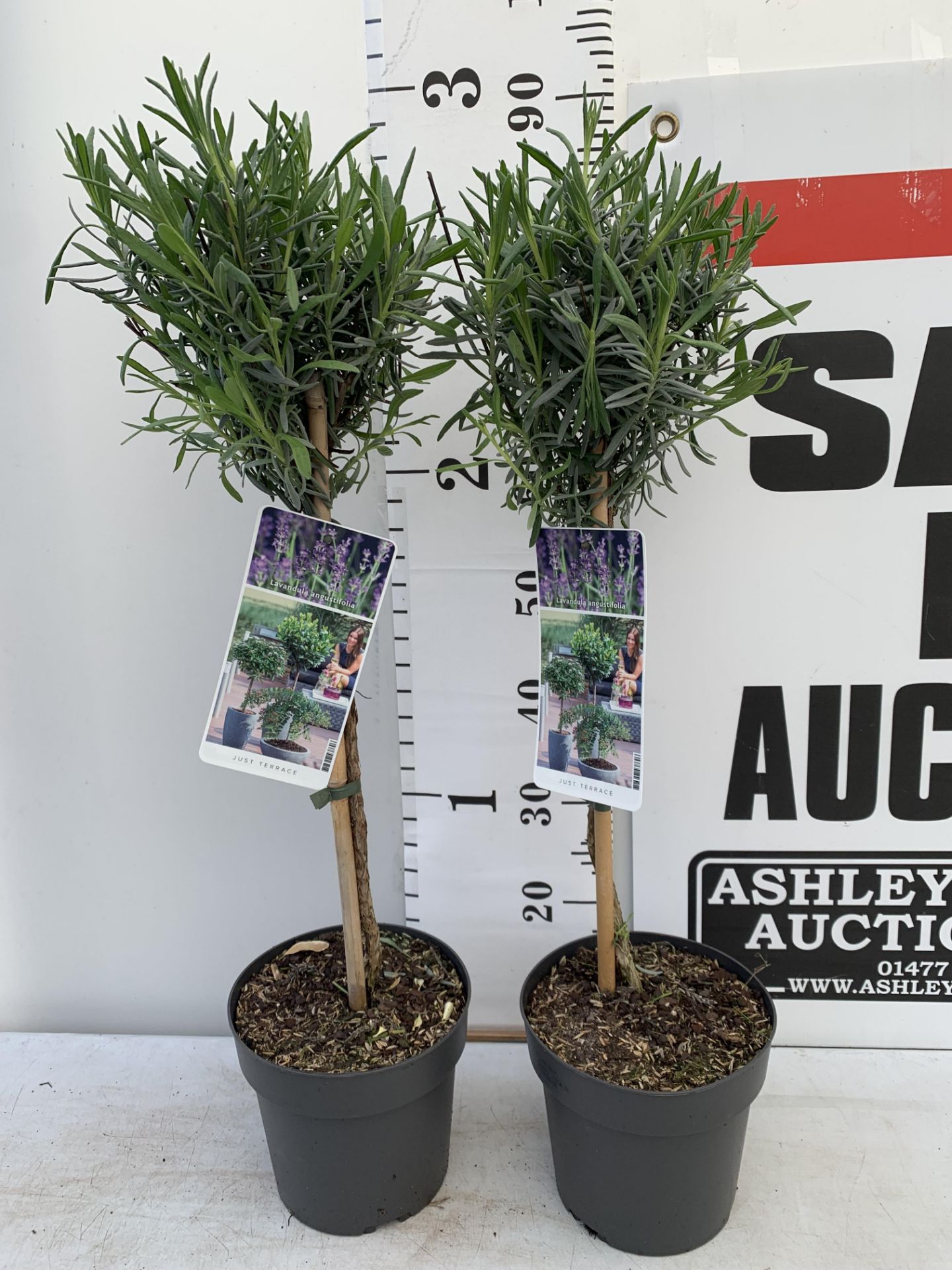 TWO STANDARD LAVANDER PLANTS IN 3 LTR POTS 80CM TALL PLUS VAT TO BE SOLD FOR THE TWO